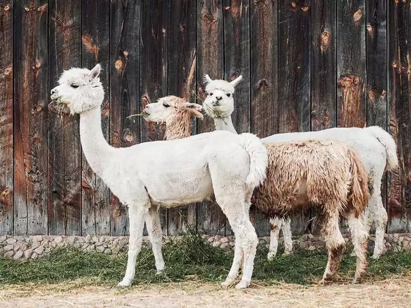 Wellnesshotel Garmisch-Partenkirchen